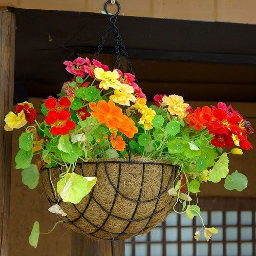 25 Mix Nasturtium Flower Fresh Seeds