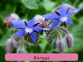 Healthy Growth 100+ Borage Herb Seeds Pest Repellent Heirloom Non Gmo Fresh - $4.28