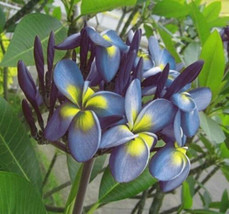 5 Blue Yellow Plumeria Seeds Plants Flower Flowers Perennial Seed - $8.88