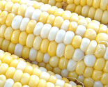 25 Peaches &amp; Cream Corn Seeds  Hybrid Bicolor Sweet  - $5.56