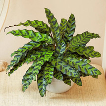 25 Rattlesnake Calathea Seeds Planting US Seller Fast Shipping - £4.23 GBP