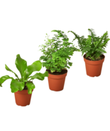 3 Fern Variety Pack - Live Plants - FREE Care Guide - 4&quot; Pot - House Plant - £35.60 GBP