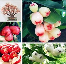 50 pcs Wax Seeds Tropical Fruit Tree Seeds Planting Is Simple Novel Plants for H - £6.64 GBP
