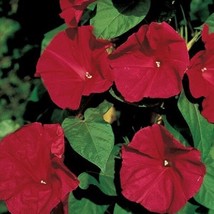 50 Morning Glory Scarlet O&#39; Hara Seeds Garden USA - £12.61 GBP