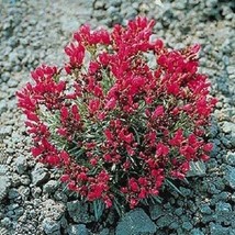 LWSTORE 150 Rock Purslane &#39;Ruby Tuesday&#39; Calandrinia Umbellata Flower Seeds * US - $10.77