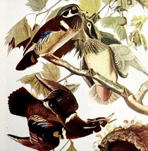 Wood Duck Bird 1950 Lithograph Art Print Audubon Nature First Edition DW... - $13.50