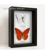 Orange White Albatross Appias Nero & Appias Albina Butterflies Framed Shadowbox  - $131.78 CAD