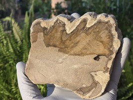 Petrified Wood Stone Decorative Crystal Slice (M18) - $455.59 MXN