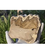 Petrified Wood Stone Decorative Crystal Slice (M18) - $34.79 CAD