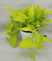 4&quot; pot Pothos Neon -epipremnum aureum, Epipremnum Pinnatum live Plant - £27.24 GBP