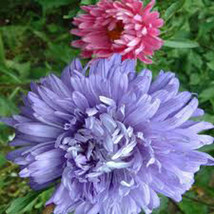 ASTER, GIANTS OF CALIFORNIA 25+ SEEDS ORGANIC, BEAUTIFUL VIVID BRIGHT BL... - £1.96 GBP