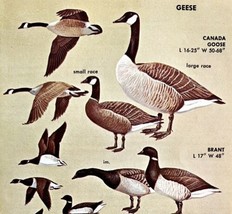 Goose &amp; Brant Varieties And Types 1966 Color Bird Art Print Nature ADBN1r - £16.01 GBP