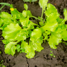 Ball Lettuce Vegetable Potted Plant - 160 Seeds - £5.70 GBP