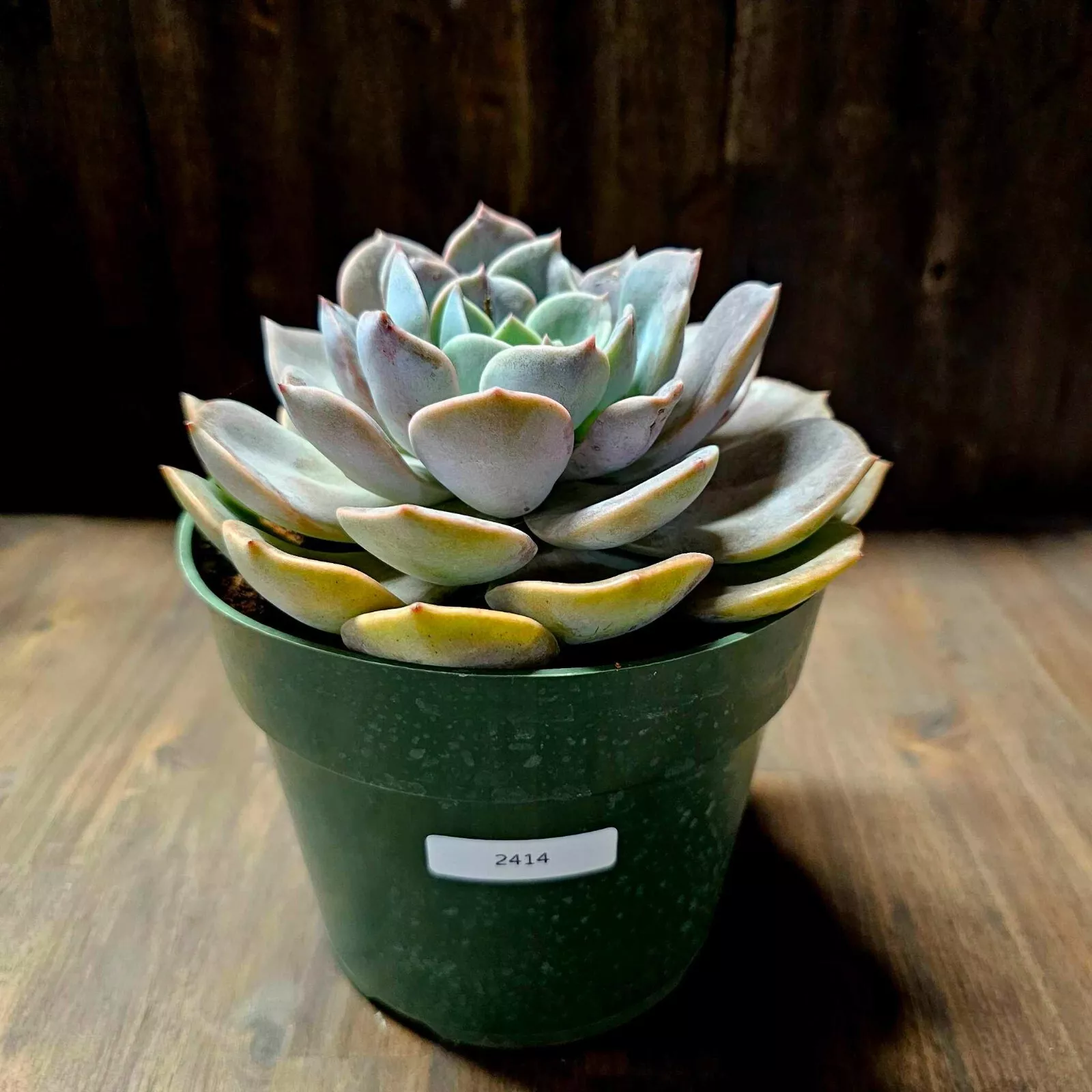 Echeveria &#39;Dusty Rose&#39; in a 6&quot; Pot Easy Grow Gardening USA Seller  - $22.05