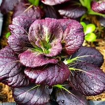 Purple Lady Bok Choy Seeds Usa Pak Choi Pok Chinese Asian Vegetable Seed  - £4.72 GBP