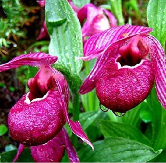 100Pcs Cypripedium Macranthos Fairy Slipper Orchid Seeds Purple Flowers Garden U