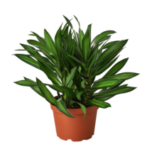 Dracaena &#39;Song of Jamaica&#39;-6&quot; Pot - $835.12 MXN