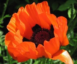 THJAR 30 Prince Of Orange Poppy Papaver Flower Seeds / Orientale / Perennial - $6.74