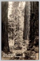 Giant Redwoods Muir Woods National Monument California Postcard A26 - £6.24 GBP