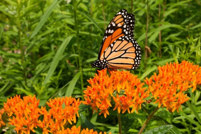 Butterfly Weed (Orange Milkweed) Seeds 70 Seeds Fresh Garden - £21.56 GBP