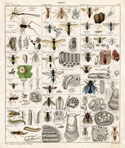 Decoration Poster.Home room art.Interior design.Insects bee wasp ant chart.7313 - £13.66 GBP+