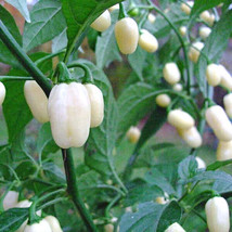 25 Seeds White Bullet Habanero Pepper Vegetables Fresh Seeds - $6.80