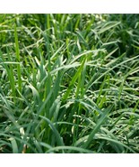 300+ Garlic Chive Seeds, Herb, Allium Tuberosum, Heirloom, NON-GMO #23 - €1,96 EUR