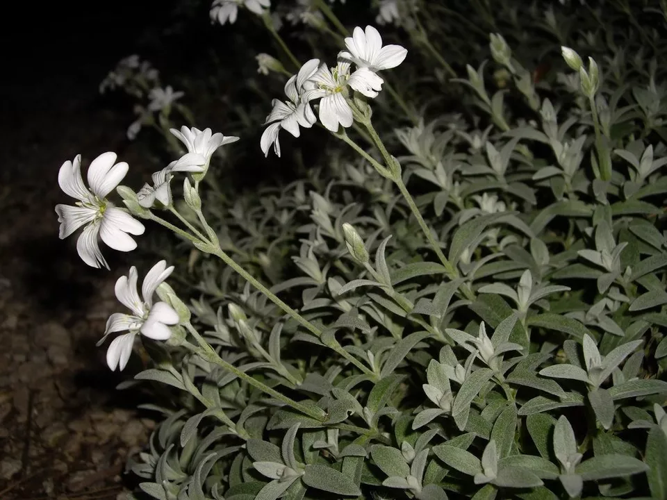 100 Snow In Summer Silver Carpet White Flower Seeds - £14.17 GBP