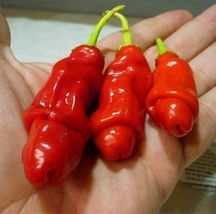 15 Peter Pepper Seeds  - $3.99