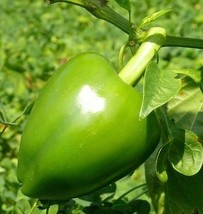 USA SELLER Green Spicy Pimento Pepper Seeds Mild Heat Fresh New - £14.27 GBP