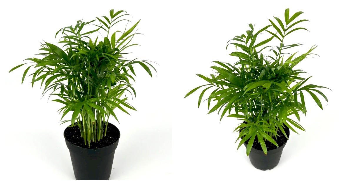 Primary image for Houseplant, 4” Pot Parlor Palm Chamaedorea Neanthe Bella 8-12" 