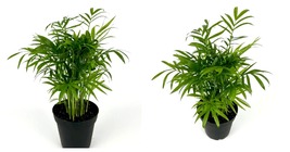 Houseplant, 4” Pot Parlor Palm Chamaedorea Neanthe Bella 8-12&quot;  - $38.99