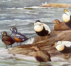 Harlequin And Eider Ducks 1955 Plate Prints Birds Of America Nature Art DWEE31 - $24.99