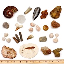 Fossil Collection Set, 20 Real Premium Specimens: Trilobite, Ammonite, F... - $91.99