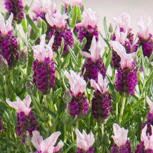 Lavandula Seeds 25 Lavender Bandera Pink Spanish Lavender Seeds Fresh New - £13.01 GBP