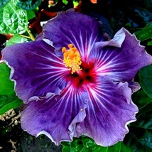 USA Seller Hibiscus Moscheutos Madagascan Hibiscus Starter Seeds Rose Of Sharon  - £7.45 GBP