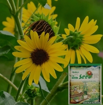 50 Seeds, Gold Rush Sunflower Seeds (120cm Tall) YQ-1017 - £17.90 GBP