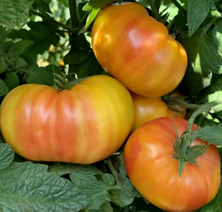 50 TOMATO HILLBILLY SEEDS BEEFSTEAK GARDEN VEGETABLE - $4.00