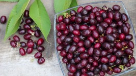 Cornelian Cherry - Cornus mas - 5 seeds (G 024) - £1.16 GBP