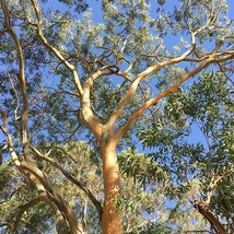 Eucalyptus Punctata Seeds Grey Gum Eucalyptus Iron Gray Gum 20 Seeds Fresh Garde - £13.74 GBP