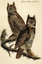 Great Horned Owl by John James Audubon - Art Print - £17.57 GBP+