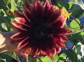 Sunflower Crimson Peach 20 seeds RARE+REPEAT CUSTOMER BONUS - £7.79 GBP