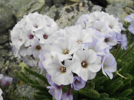 Polemonium Caeruleum White - Jacobs Ladder Seed - $7.08