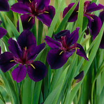 Iris Black Gamecock Louisiana Iris Deep Purple Almost Black Blooms 1 Rhizome Fre - $25.98