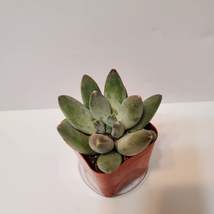 Pachyveria Blue Mist Succulent, Live 2 inch plant, Fat plants, Blue Green - £7.94 GBP