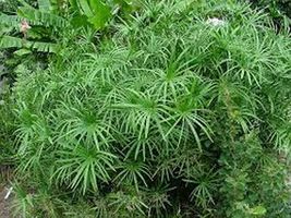 100 Seeds Umbrella Plant Cyperus Alternifolius - £7.04 GBP