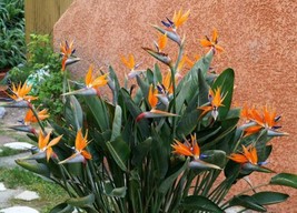 HOT SEEDS Strelitzia Reginae, flowering Bird of Paradise exotic Crane Flower see - $15.00