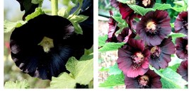 150 Seeds Hollyhock NIGRA Alcea Rosea Deep Red Black Fall or Spring Plant - £21.64 GBP