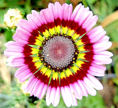 1000 Painted Daisy Mix Seeds Huge Flowers Butterflies Bees Bright Colors Fresh S - $15.88