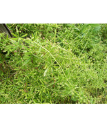 SR12Store 50 Seeds Cleavers Galium Aparine US Product - £6.43 GBP